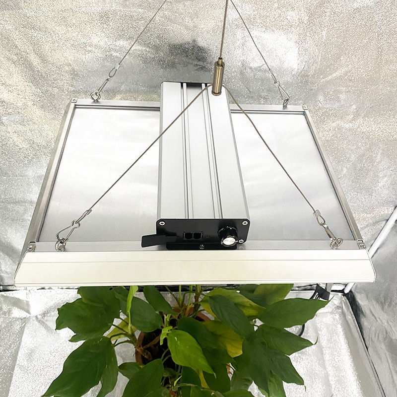 Umbraticis quantum LED lux ad crescere tomatoes