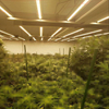 660W Hydroponic excelsum intensionem Foldable aranea duxit lumen