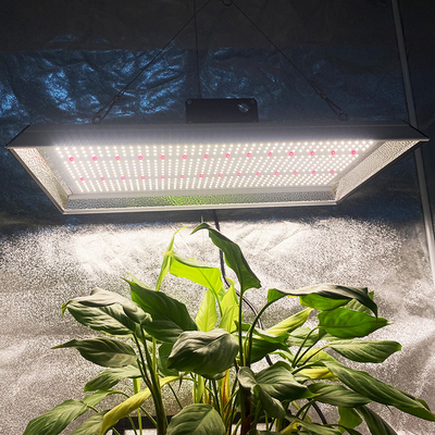 High Efficiency Plena Imaginis Ducta Lux crescet in tomatoes