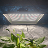 Horticultural 100W DUXERIT crescere lux in chillies