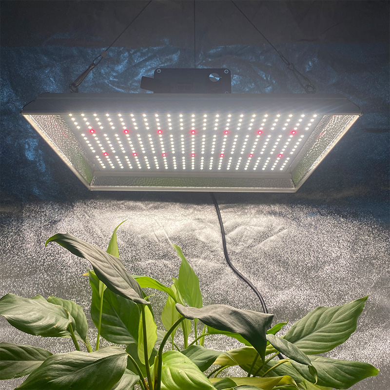 Umbraticis quantum LED lux ad crescere tomatoes