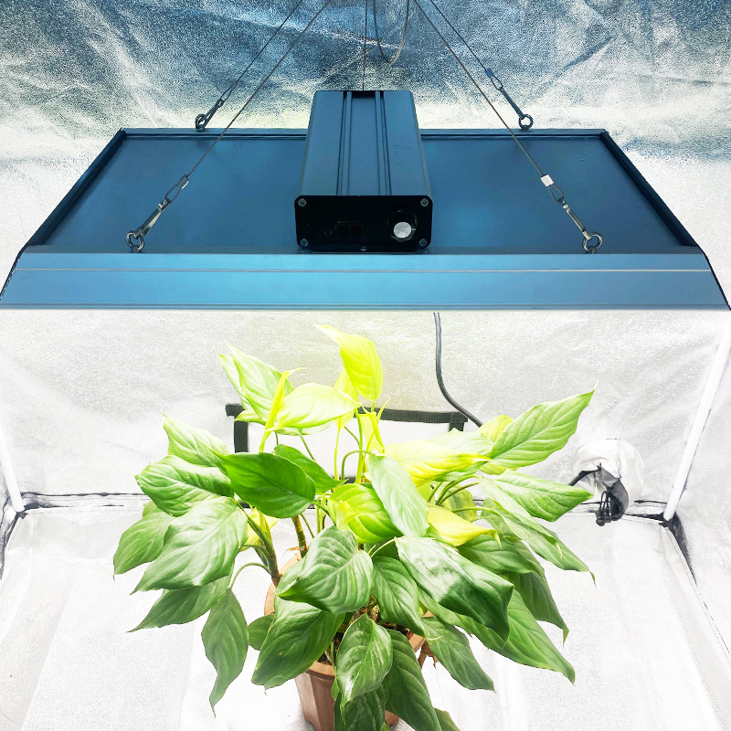 Horticultural 200w Lux lucis ducitur ad Chillies