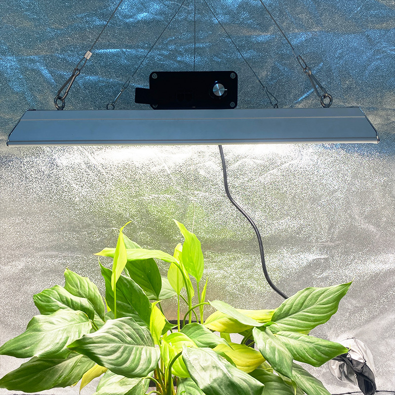 Lux crescere tomatoes in CONSERVATORIUM quantum Zeppelin Led